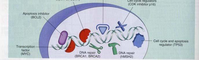 genes, DNA repair genes, Protooncogenes,