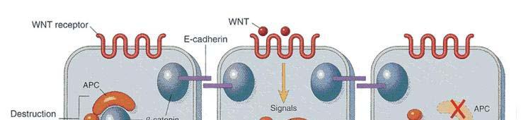 WNT signaling pathway involves APC/beta-catenin and Tcf-4.