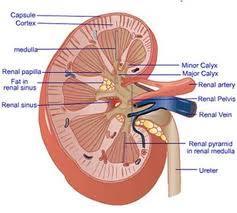 79-91. Label the parts of the kidney: 79. 80. 79 80 81. 81 82. 83. 84. 85. 86. 82 83 84 85 86 87 88 89 87. 88. 90 89. 90. 91 91. 92. 91 eventually leads to the, which then leads to the 93.