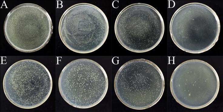 Figure S4. Representative digital images showed the influence of the catalytic activity of GQDs on the growth of Gram-positive (E. coli) and Gram-negative (S. aureus) bacteria.