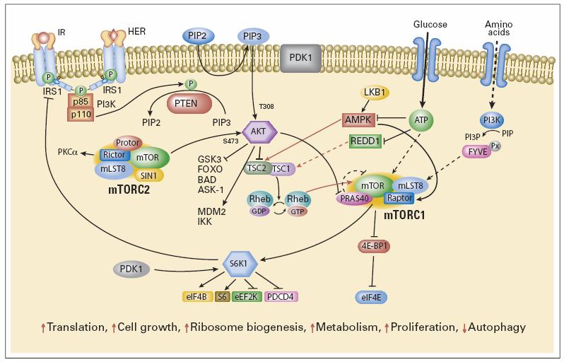 PI3K/AKT Pathway: An Extensive Signaling Network Implicated in Human Disease AKT signal transduction is a critical node serving a variety of cellular functions including survival, proliferation and
