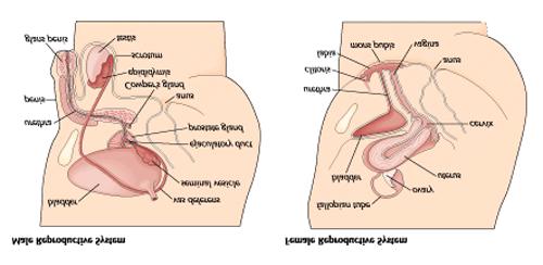 Human Life Cycle Reproductive Systems > male - scrotum, testes, epididymides, vas deferentia, seminal vesicles, prostate gland, penis, urethra, sperm > female - ovaries, uterine tubes, uterus,
