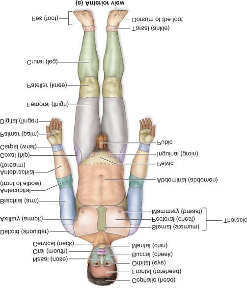 carpal - wrist digital (phalanges) - fingers patellar - kneecap tarsal - ankle pedal - foot femoral - thigh inguinal - groin umbilical -