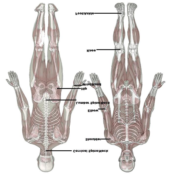 > bones, ligaments, cartilage Muscular System > muscles Transport