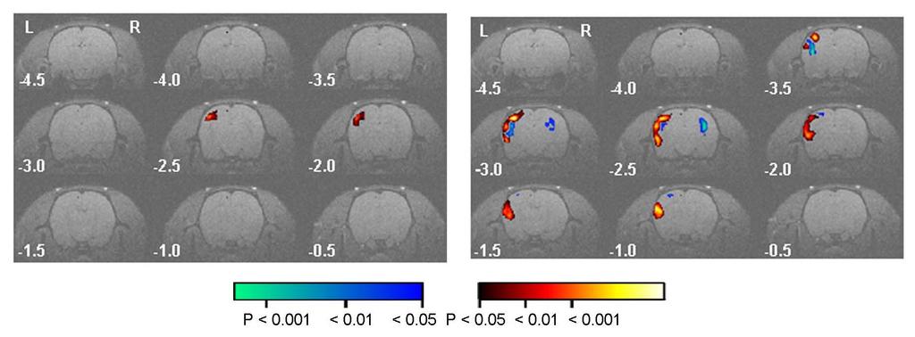 Whisker map plasticity imaged with BOLD fmri Control 3 day trim
