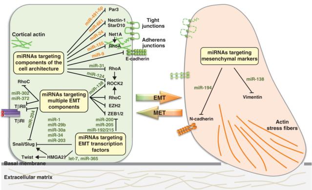 MicroRNA e EMT I mirnas agiscono a vari livelli sia nella EMT che nella MET - Componenti dell architettura cell