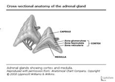 gov/handbook/illustrations/autorecessive Adrenal gland structure and steroidogenesis Medulla (inner): produces catecholamines - Epinephrine and