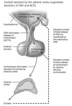 Zona reticularis: Sex hormones Dehydroepiandrosterone (DHEA) & Androstenedione, which are precursors to testosterone Testosterone is aromatized to