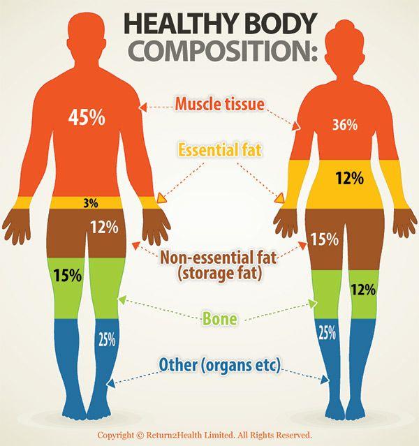 Body Composition Body composition compares weight of your fat to the weight of your muscles, bones, and organs.