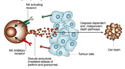 The cellular basis of tumour