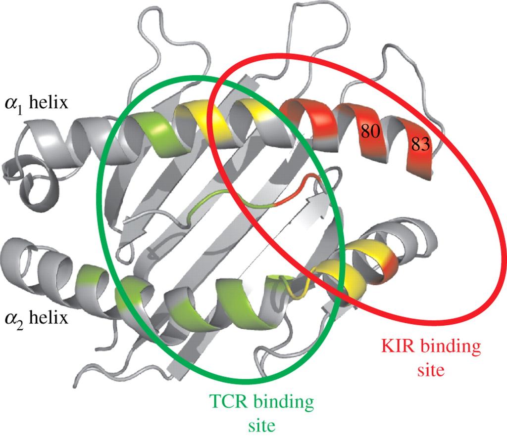 KIRs are sensitive to the peptides bound to MHC