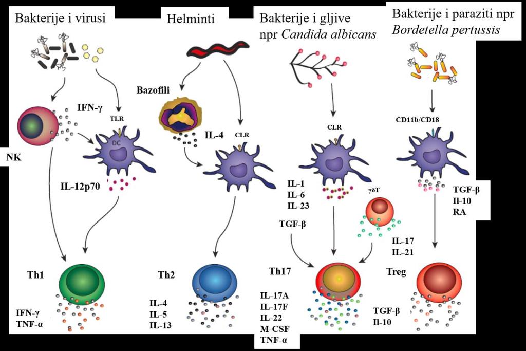 Slika 1.4.2. Potogeni usmeravaju indukciju određenog Th tipa ćelija preko različitih efekata na ćelijama urođene imunosti.