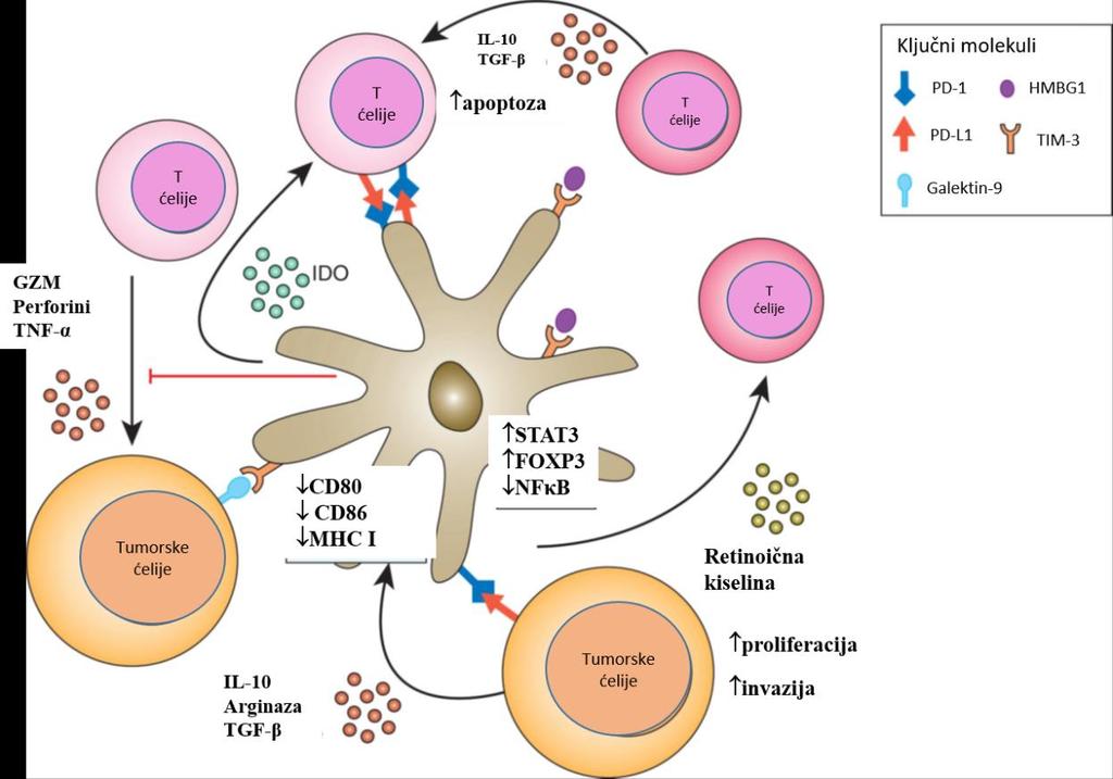 Slika 1.5.1. TIDC predstavljaju centralne ćelije u interakciji tumora i imunskog sistema u tumorskoj mikrosredini.