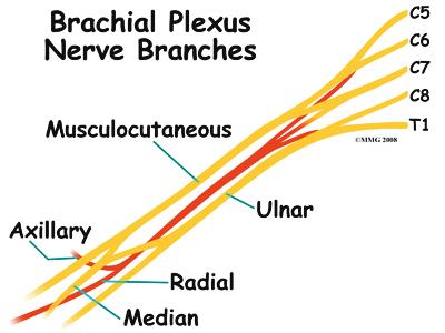 make up the spine and neck? The brachial plexus is affected most often by a downward or backward force against the shoulder. A nerve plexus is an area where nerves branch and rejoin.