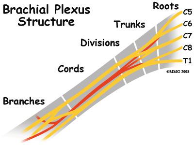 The nerves leave the spinal cord, go through the neck, under the clavicle (collar bone) and armpit, and then down the arm.