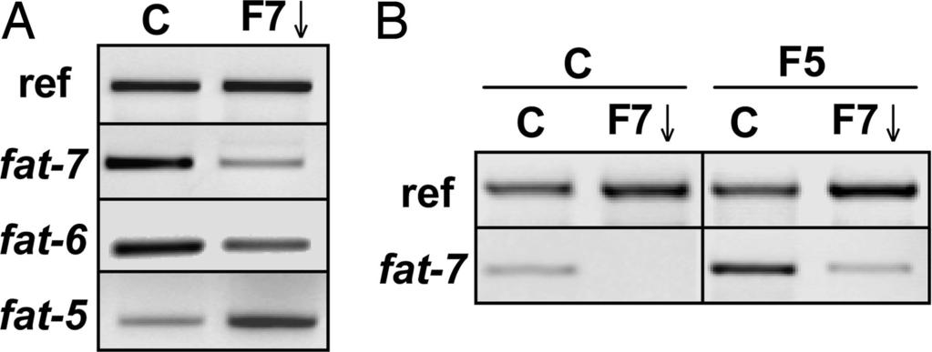 Fig. 3. Expression of desaturase homologues in. elegans using RT-PR. (A) Effect of fat-7 RNAi on the expression of fat-5, fat-6, and fat-7., control; F72, fat-7 RNAi.