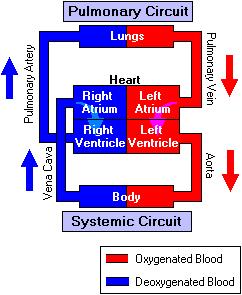 We have a Double Circulation Each time a blood cell goes around your body, it goes through the heart twice, (double circulation).