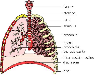 It carries oxygenated blood around the body in the arteries, and deoxygenated blood back to the heart along the veins. The pulmonary circuit includes the heart and lungs.