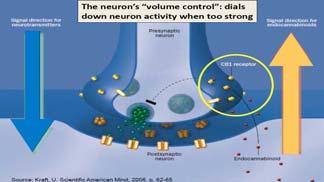 Endocannabinoid Actions Endocannabinoid Actions The neuron s volume control dials down neuron activity when too strong Endocannabinoids travel from postsynaptic to pre-synaptic CB receptors to