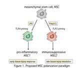 Stem Cell Res and Therapy, 2010. MSC Strategies Cultured BM MSCs in OA and FCD WHERE? WHAT?