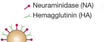 hemagglutinin NA = neuraminidase (influenza A, B) PB1, PB2, PA = polymerases NP =