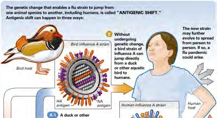 NIAID Antigenic shift (due to
