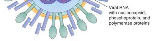 enveloped viruses o viral genome encodes 11 proteins N = nucleoprotein G
