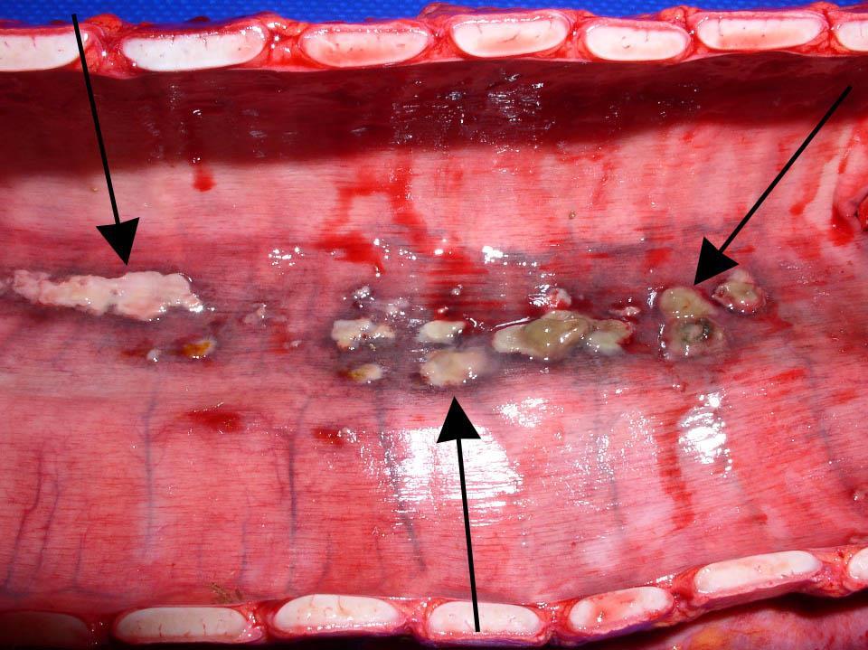 Figure 4 The larynx and trachea are opened with shears through the roof of the larynx between the arytenoid cartilages and extended down the trachea through the dorsal aspect of the tracheal rings.