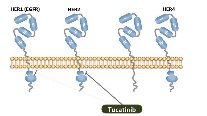 New Anti-HER2 TKIs: Tucatinib Mechanism of Action Available Results a Outstanding Ongoing Trials HER2CLIMB trial Orally bioavailable, potent HER2- selective TKI HER2 IC50 8 nm > EGFR IC50 > 10,000