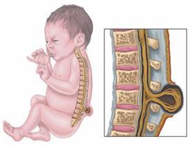 The spinal cord begins to develop within the first 28 days of pregnancy.