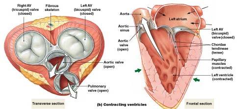 When the ventricles are contracted (systole), the valves between the atria and ventricles are