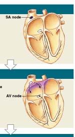 Impulse Conduction Step 1 SA node activity and atrial activation begins Time= 0 Step