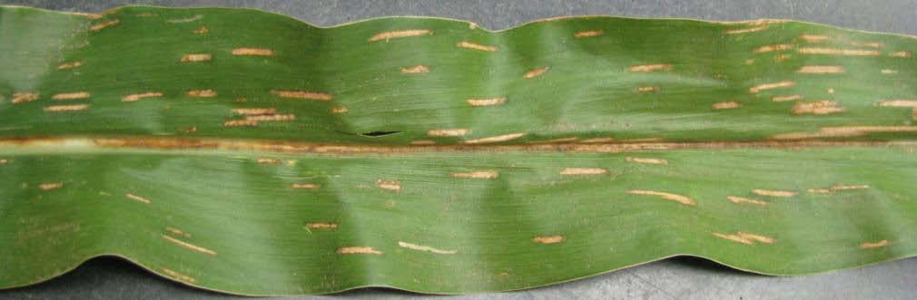2011 Diseases Gray leaf spot was