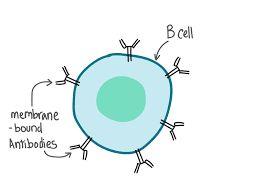 WHAT IS A B-CELL!