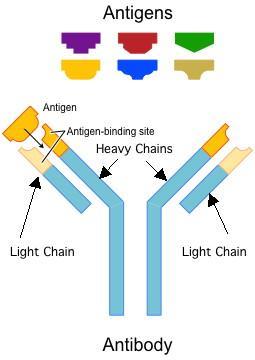 Important B-Cell INFO A substance that activates a response from a T-cell or B-cell in considered an antigen. Antigen-binding site is where the antigen binds with the antigen receptor.