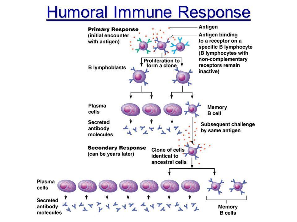 Humoral Immune Response 1. B-cell binds with an antigen. 2. The B-cell begins to divide, making clones of itself. (clonal selection) 3.