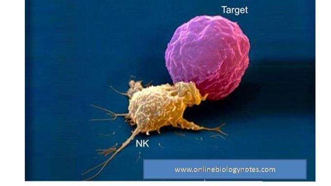 Natural Killer Cells (NK Cells) A type of lymphocyte.