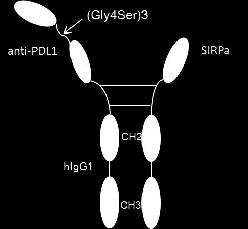 A B RBC MC38 SIRPa anti-pdl1-sirpa Tumor cells have both PD-L1 and CD47