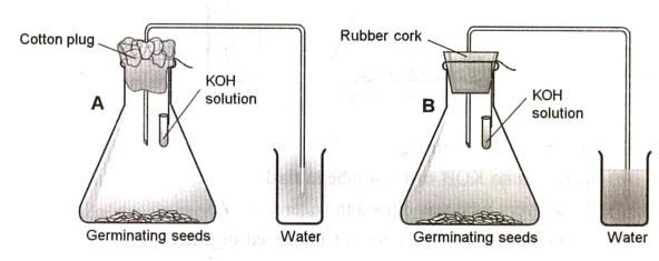 (b) moisture in the flask (c) O2 in the air in the flask (d) CO2 released by the germinating seeds. 8.