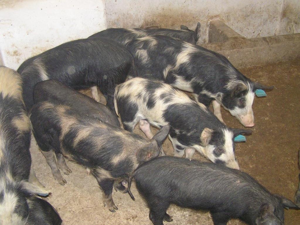 swine (Landrace) from