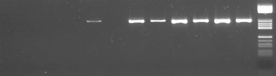 ASF DNA DETECTION PCR: CONVENTIONAL and REAL TIME TIME: 5