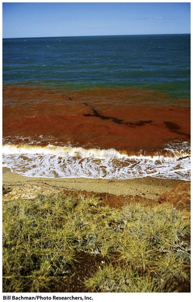 Case Study: The Ocean Land based nutrient and pollution runoff into ocean is affecting