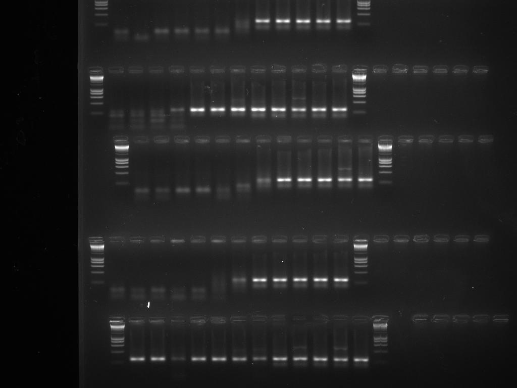 Supplementary Figure 2. A3B nudna editing and 5-methylcytidine deamination. a) Quail cmyc specific 3DPCR gels after QT6 cells transfections with A3 proteins along with UGI coding plasmid.