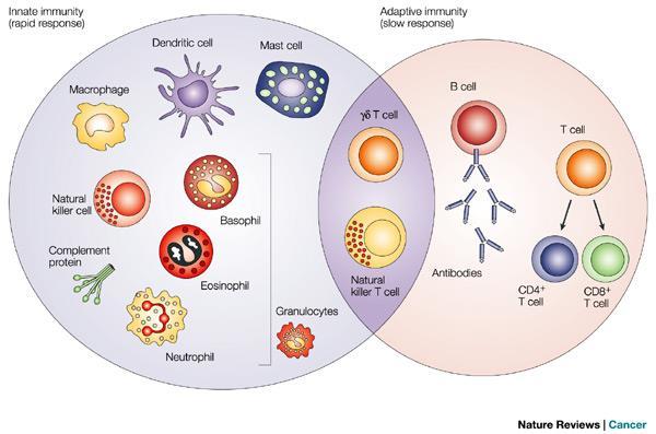 Innate & Adaptive Immune systems G.
