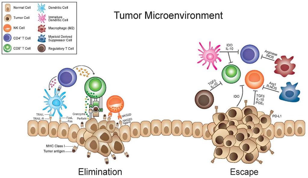 Tumors edit the immune response to avoid destruction
