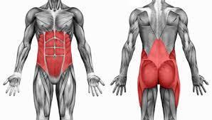 What are the Functions of the Core Muscles? The main functions of the core is to stabilize and provide support.