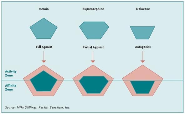 Differences between opioid agonists and opioid antagonists Opioid agonists Suppress craving and withdrawal symptoms, and block the acute effects of other opioids Full or