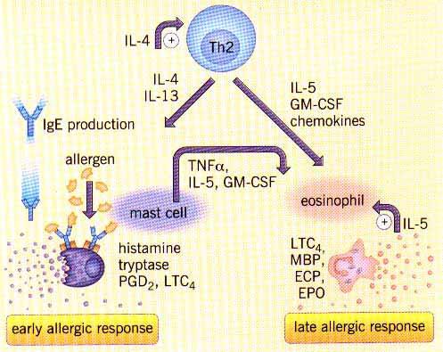 Epithelial cells IL-3
