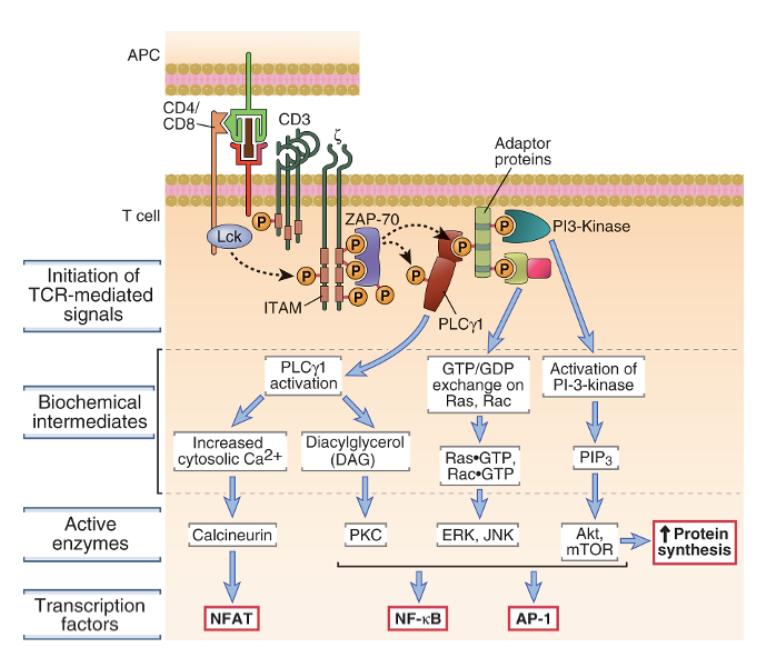 Signal transduc#on pathways in T lymphocytes Immunosuppressive drugs: -