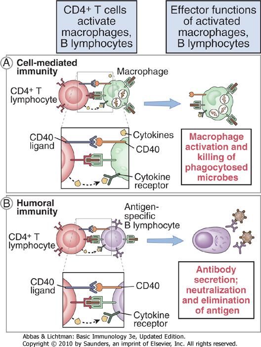 Molecules involved in effector func#ons of Th cells 2 types of signals delivered by effector Th cells: - Membrane molecules: CD40L - Cytokines +